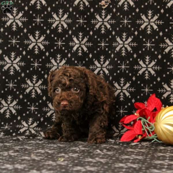Ulannie, Toy Poodle Puppy